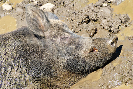 A Wild Boar Sleeping in a Muddy Bed on a Hot Summer Day