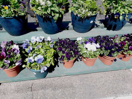 Potted Colorful Pansies for Sale at a Gardening Centerの写真素材
