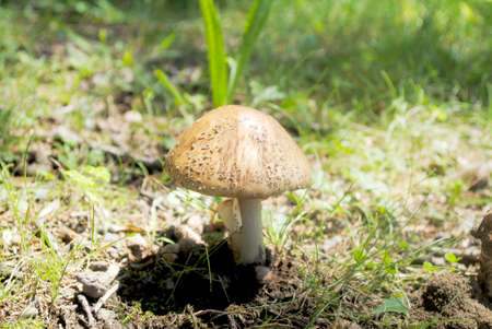 Large Wild Mushroom Growing in the Woodsの写真素材
