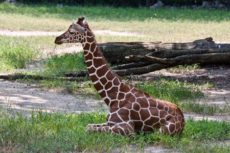 Young Giraffe resting in the shady grass.の写真素材