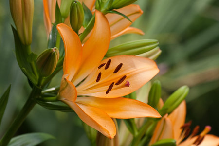 Pretty Orange Lilies blooming in the garden