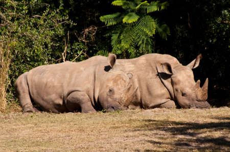 Rare White Rhinos resting in the sunshineの写真素材