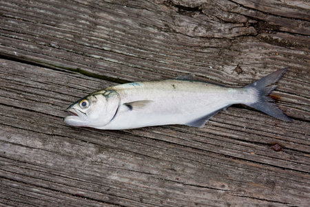 Portrait of a fish on a pier after being caught