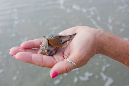Holding a living whelk on the seashore