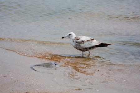 Seagull on the seashore eating a horseshoe crabの写真素材