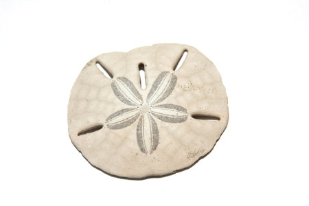 Real sand dollar on a white background