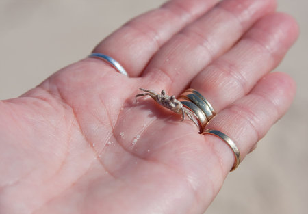 Woman holding a small crab on the beachの写真素材