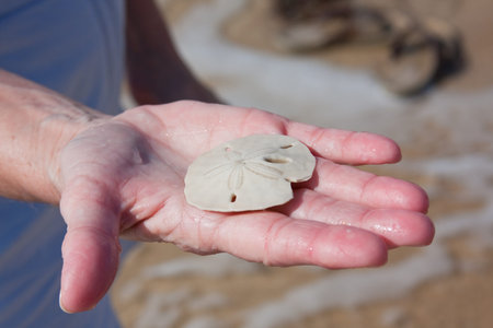 Woman holding a sand dollar found on the beach