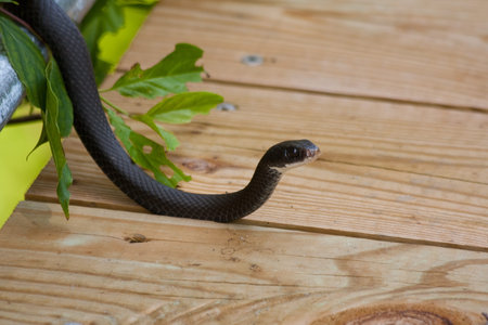 Black Rat Snake on the wooden bridge