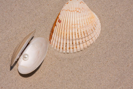 Seashell And Oyster shell with pearl inside
