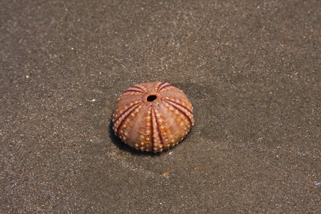 Sea Urchin in the sand at the beachの写真素材