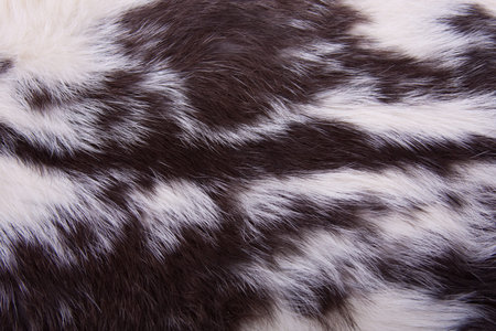 Black and white  animal fur pelt background