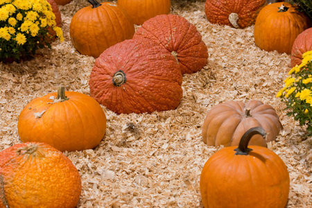 Pumpkins, gourds and mums in the garden