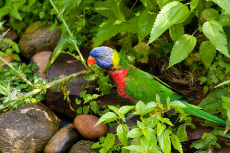Rainbow Lorikeet bird standing on a rock watchingの写真素材