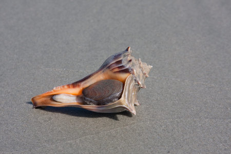 Knobbed whelk on the beach sand
