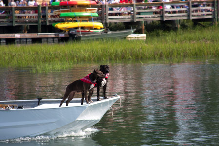 Boxer dogs on the bow of a boat