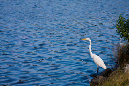 White Egret standing on a rock at a bird sanctuaryの写真素材