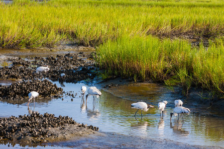 Wood Storks foraging for food at low tideの写真素材