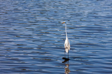White Egret standing on a tree stump at a bird sanctuaryの写真素材