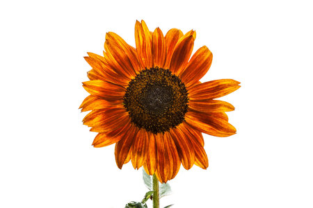 Colorful Sunflower in orange and brown with green stemの写真素材