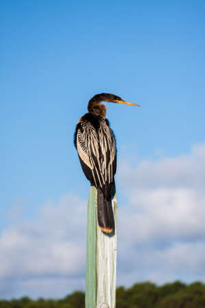 Anhinga sitting on a post at the waters edgeの写真素材