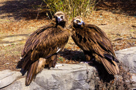 Mating pair of  Cinereous Vulturesの写真素材