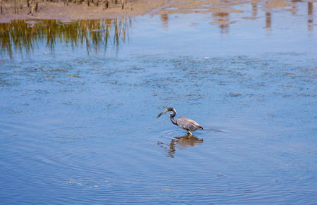 Tricolor Heron catching fish in the shallow waterの写真素材