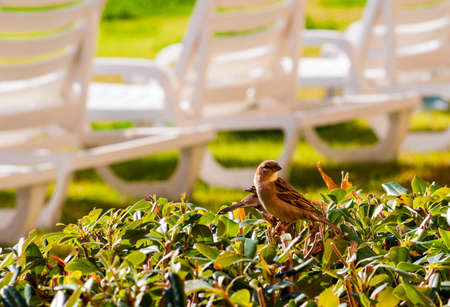Sparrows up close on a bushの写真素材
