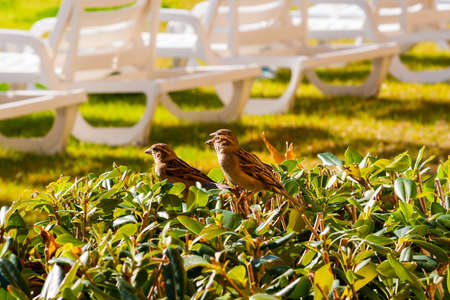 Three Sparrows up close on a bushの写真素材