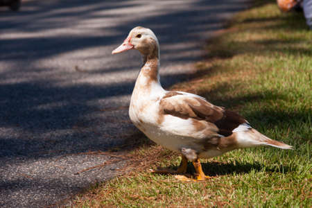 Brown and white duck getting ready to cross the roadの写真素材