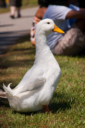 White duck standing on the grass in a park