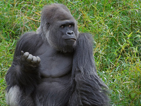 Gorilla with funny expression on faceの写真素材