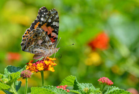 Painted Lady butterflyの写真素材