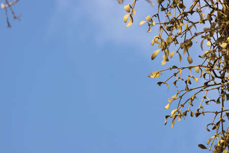 Close-up of a bunch of mistletoe (Viscum album),  on a clear blue sky backgroundの写真素材