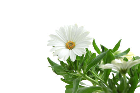 Daisy isolated on white backgroundの写真素材