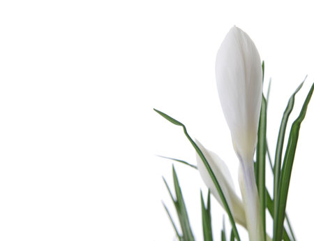 Beautiful white crocus on a white background