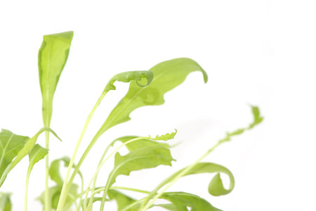 Fresh ruccola ,rucola, eruca sativa isolated on white backgroundの写真素材