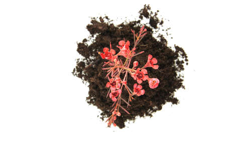 New Life design (growth concept) の写真素材