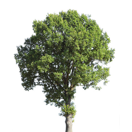 Walnut Tree (Latin name: Juglans regia) isolated against a white background.