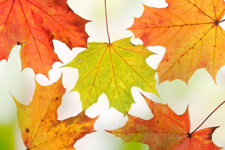 Autumn background - maple leaves close up