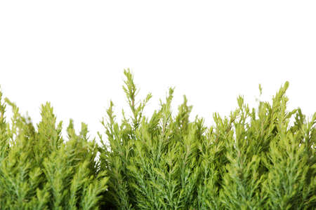 Thuja isolated on white backgroundの写真素材