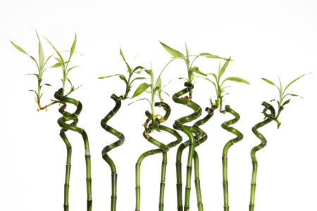 Lucky bamboo plant (Dracaena sanderiana) against white background 