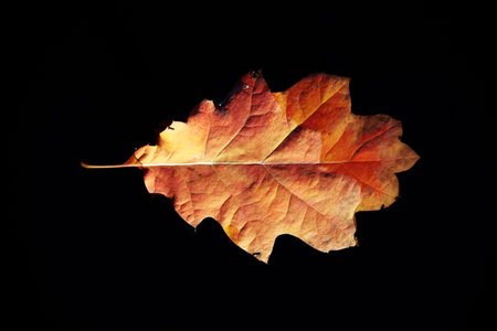 Autumn leafs on black