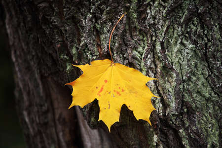 Maple leafの写真素材