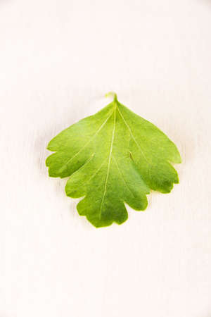 Green parsley on tableの写真素材