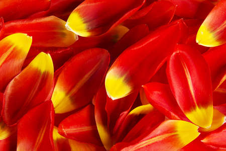 Red and yellow petals for backgroundの写真素材