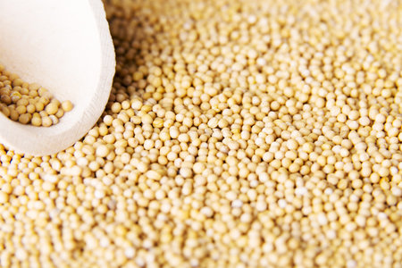 Charlock , mustard close up