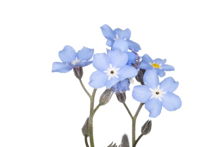 Forget-me-not close upの写真素材