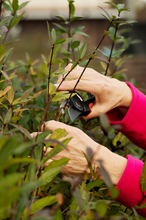 Close up on an old lady's hands cutting bushes. Outdoor background. 