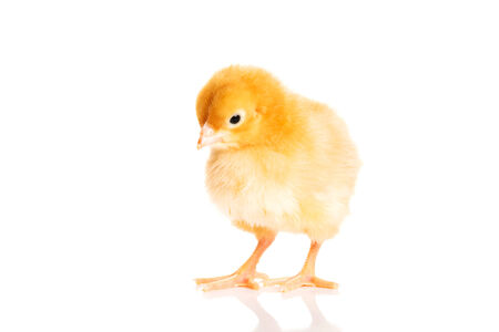 Small yellow Easter chick. Isolated on white.の写真素材